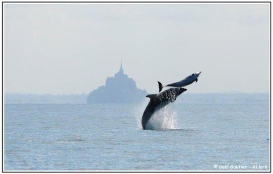 Baie Mt St Michel , Jullouville , Villa Caprice Rdc , 50 M Mer ,7 Pers , Pres Plage Dday 外观 照片