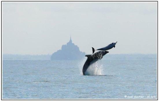 Baie Mt St Michel , Jullouville , Villa Caprice Rdc , 50 M Mer ,7 Pers , Pres Plage Dday 外观 照片